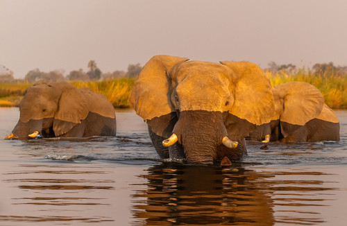 Elephants Crossing River