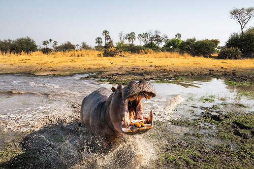 Hippo Charge