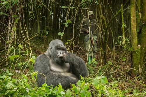 Protecting Mountain Gorillas