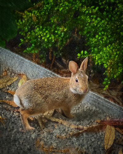 The Rabbit in the Garden