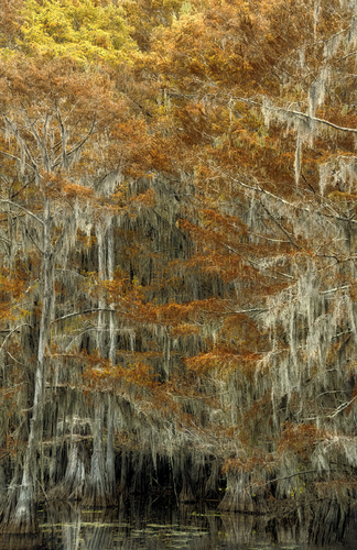 Autumn Cypress