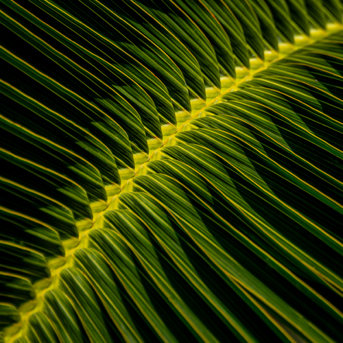 The Architecture of Plants #2