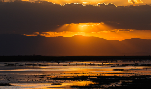 Flamingo Sunset