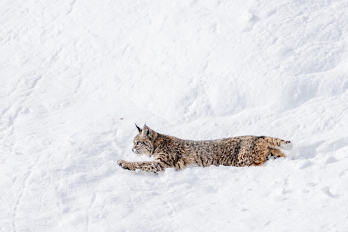 Bobcat striding out in deep snow