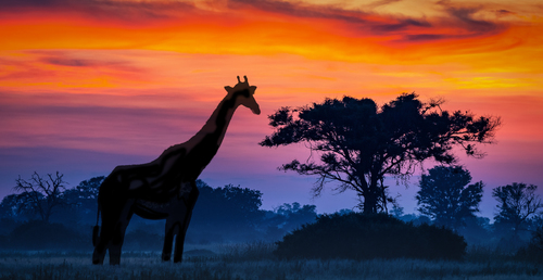 Sunrise on the Savannah