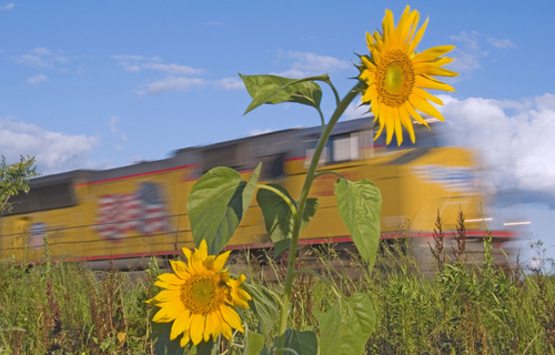 Fast Flowers