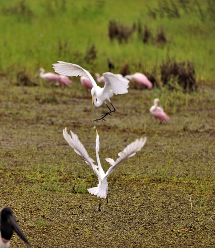 Mating Dance of Egrets