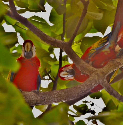 Wild Scarlet Macaws Watching Me