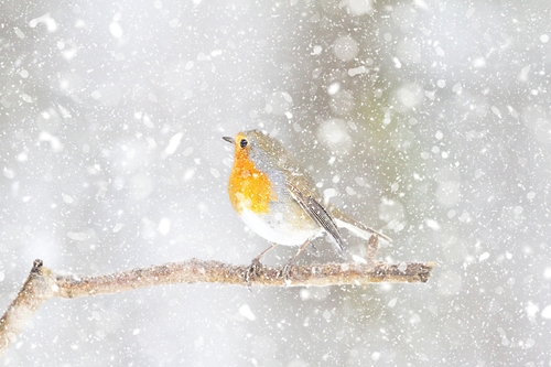 Robin in the snow