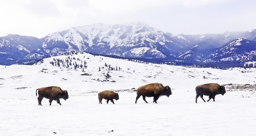 Bison and Purple Mountain Majesty