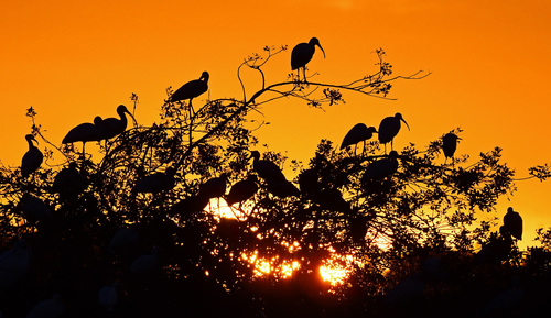 Ibis Roost in the Sunset