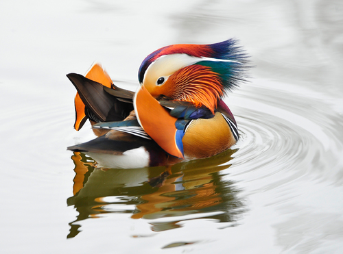 Mandarin Duck