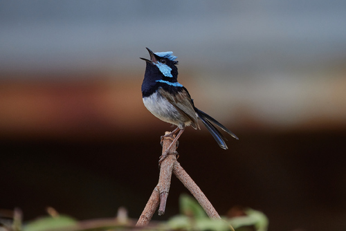 Fairy Wren