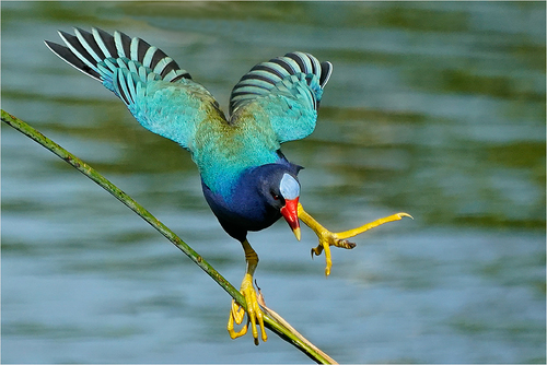 Purple Gallinule Balancing Act