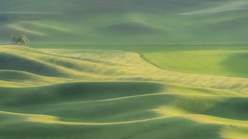 Golden Field In A Dusty Valley