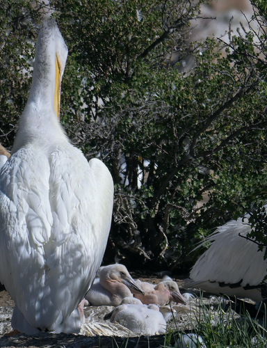 Newly Hatched Pelican Chicks