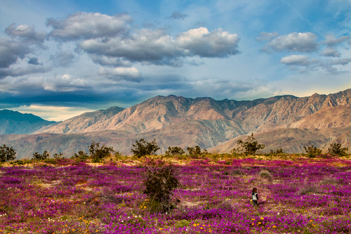 Little Wanderer in a Desert Super Bloom