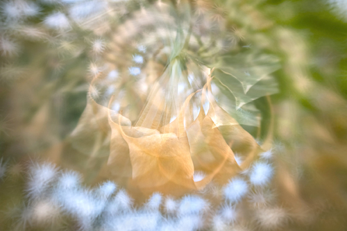 Brugmansia Hallucinations