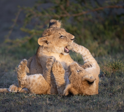 Lion Cub Fun