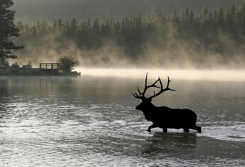 Bull Elk in Sprague Lake