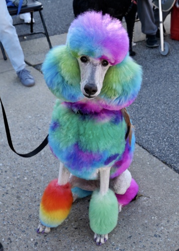 RAINBOW POODLE