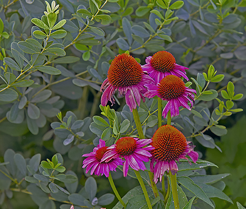 FLOWERS SUNNING