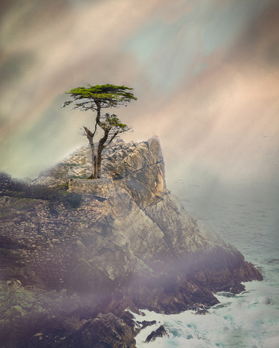 The Lone Cypress