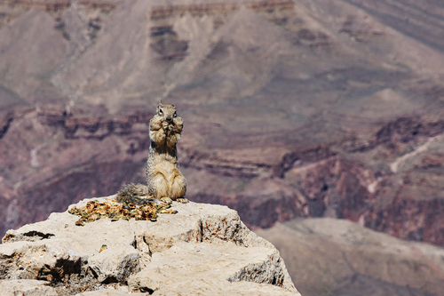 Snacking at the Grand Canyon