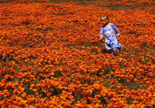 First visit to the poppies