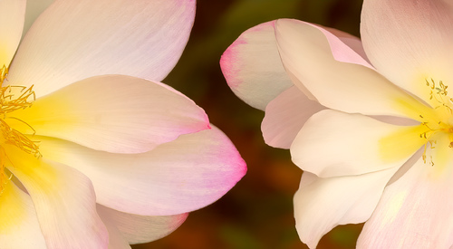 Flowers Caught Flirting