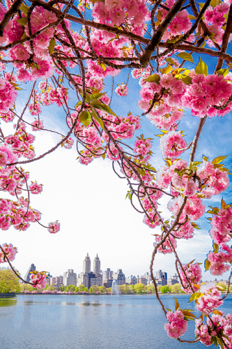 Cherry Blossoms