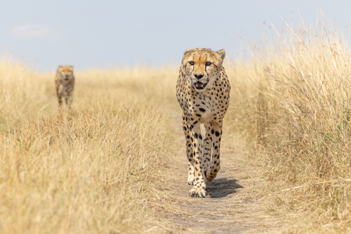 Cheetah brothers on the hunt