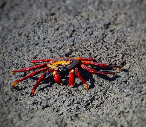 Red Rock Crab