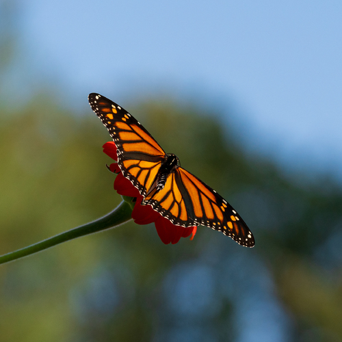 Autumn Monarch