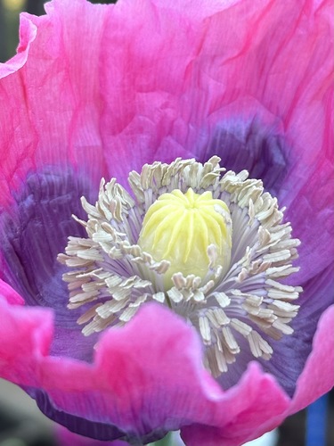 Poppy at Dawn