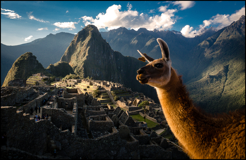 Llama, Machu Picchu, 2017