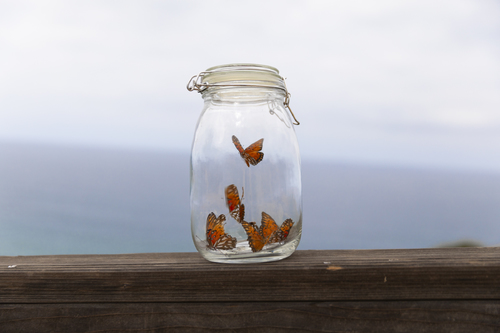 Butterflies in Jar