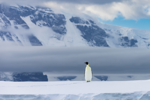 Emperor of Antarctica