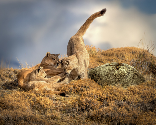 Puma Family Playtime