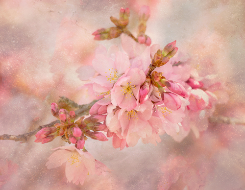 Cherry Blosssoms