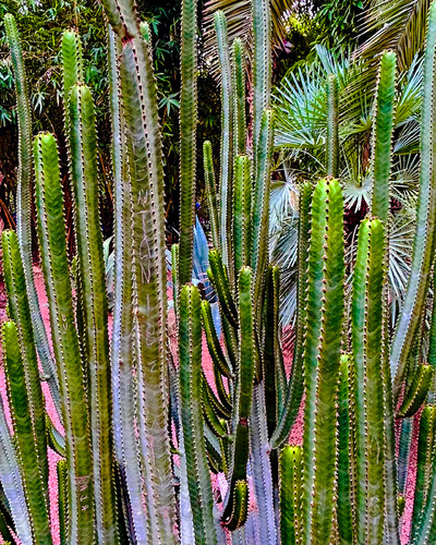 Garden at Jardin Majorelle, Marrakech, Morocco