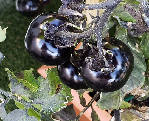 Blue Tomatoes 3