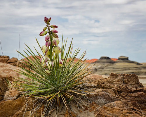 Blooming Yucca, Bisti Badlands