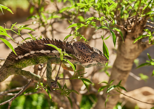 A beauty in the bush!