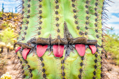 A Very Rare Desert Tongue Cactus