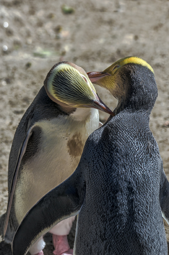 Penguin love