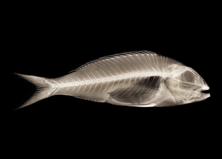 X ray fish Color Awards Winners and Nominees
