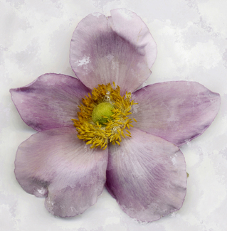 ANEMONE Color Awards Winners and Nominees