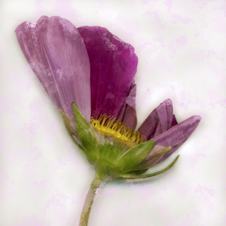 COSMEA Color Awards Winners and Nominees