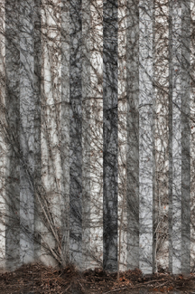 Nature Color Awards Winners and Nominees